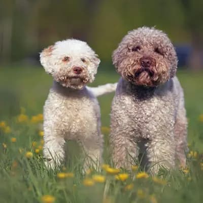 Lagotto Romagnolo – Hunderasse
