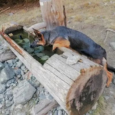 Deutsche Schäferhunde von der Silvretta-Arena (INT)