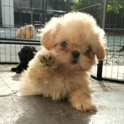 Unbenannt – Shih Tzu Welpe, Nordrhein-Westfalen, Raised by Shih Tzu vom Sturks Hof