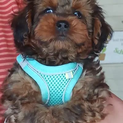 Wickie – Shih Tzu Welpe, Niedersachsen, Raised by Shihpoo von der Schleuse