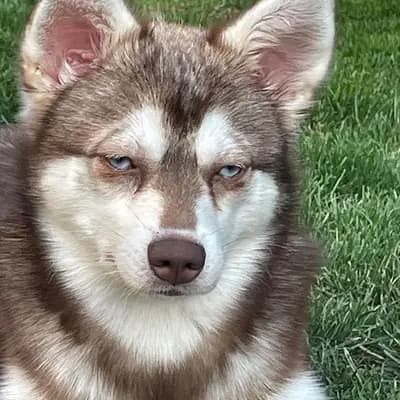 Alaskan Klee Kai at Aurora