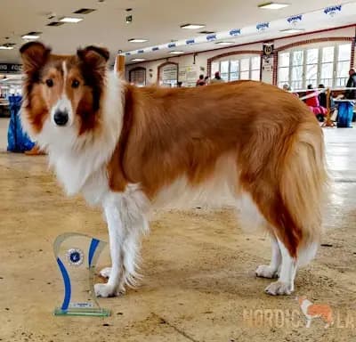 A-Wurf (A-Würmchen) – Amerikan Collie Wurf, Hamburg, Yetiştirildi Nordic Lassies