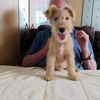 Cash vom Amur – Lakeland Terrier Welpe, Sachsen-Anhalt, Aufgezogen von Lakeland Terrier vom Amur