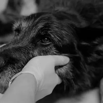 Kosten der Hundekastration nach GOT im Überblick