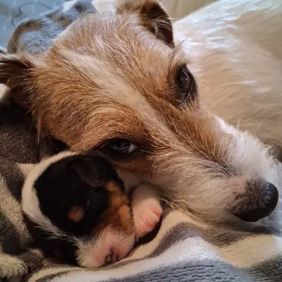 Parson Russell Terrier Zucht vom Belfinshof