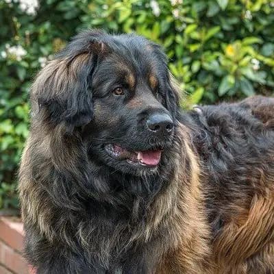 Leonberger – Hunderasse
