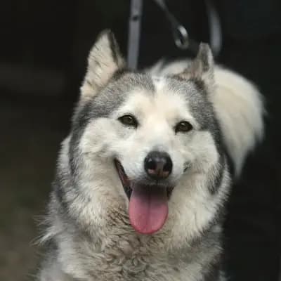 Enya – Siberian Husky, Nordrhein-Westfalen, Im Tierheim Fellfreunde e.V.