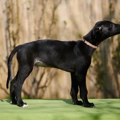 Delandro – Galgo Espanol Welpe, Niedersachsen, Aufgezogen von del Luna y Sol
