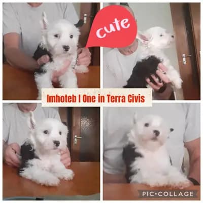 Inhoteb – Chinese Crested Dog Welpe, Bayern, Criado por Terra Civis - Ich bin nichts für schwache Nerven