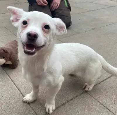 Diona – Chihuahua, Brandenburg, Im Tierheim Tierschutzliga Stiftung Tier und Natur - Tierschutzliga-Dorf