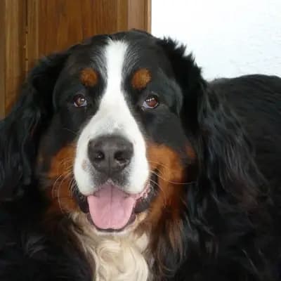 Berner von der Römerschanze