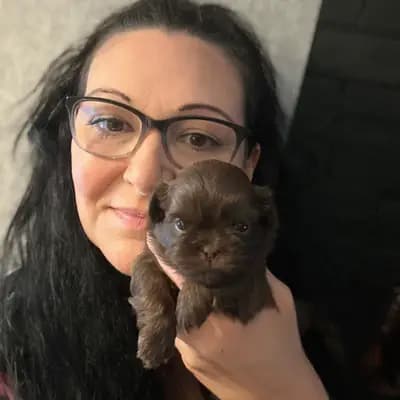 Shih Tzu vom Sturks Hof