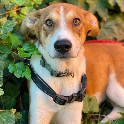 IVY – Mischling, At shelter Animal Souls e.V.