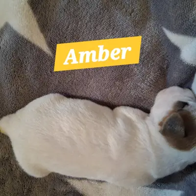Amber – Parson Russell Terrier Welpe, Mecklenburg-Vorpommern, Raised by Parson Russell Terrier Zucht vom Belfinshof