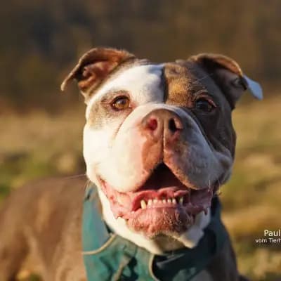 Paula – Old English Bulldog, Hessen, Im Tierheim Tierhafen.