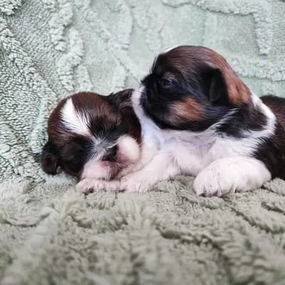 Olga – Shih Tzu Welpe, Saxony-Anhalt, Выращен Garden of Little Lions