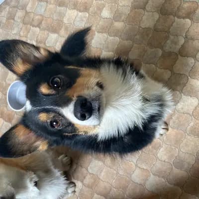 G-Wurf – Pembroke Welsh Corgi Wurf, Mecklenburg-Vorpommern, Raised by Little Kings & Queens