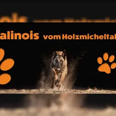 vom Holzmicheltal cover