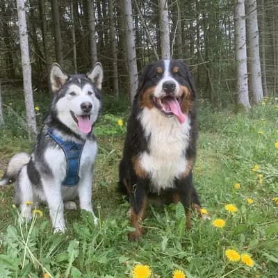 Berner Sennenhunde vom Geildorfer Bach