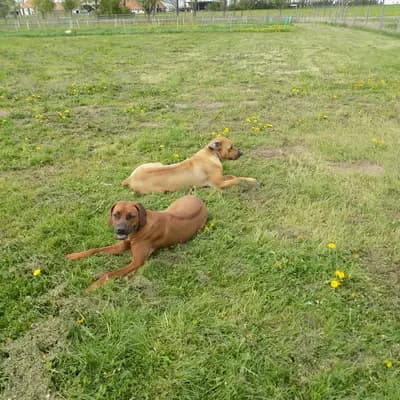 Kennel: RRR of Mombasa1 Reinrassige-Rhodesian-Ridgeback.Farm