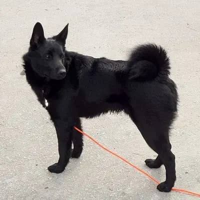 Norwegischer Elchhund (schwarz) – Hunderasse