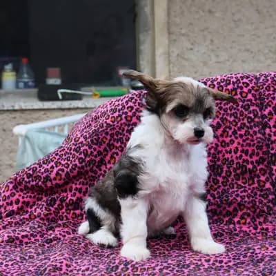 Chinese Crested Welpen – Chinese Crested Dog Welpe, Brandenburg, Vychovával Luch's Black Guardian