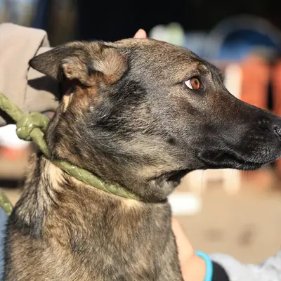 Anya – Schäferhund-Mali Mix, Nordrhein-Westfalen, At shelter Fellfreunde e.V.