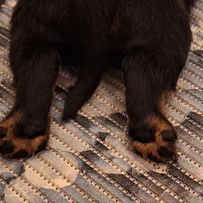 Rottweiler vom Alten Zollhaus