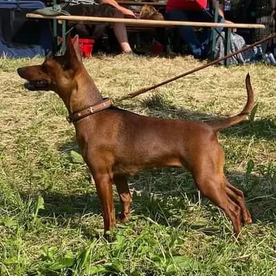 Troya