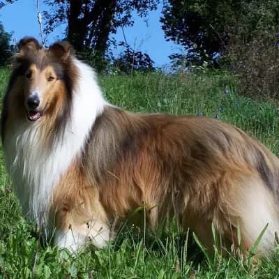 Blue-merle Rüde 1 – Amerikanischer Collie Welpe, Baden-Württemberg, Yetiştirildi Collies of Amarsis