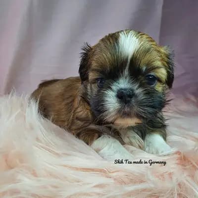 Reinrassige Shih Tzu Welpen – Shih Tzu Welpe, Hessen, Raised by Shih Tzu made in Germany