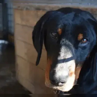 Mikkel