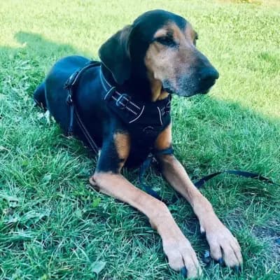 Leon – Dobermann, Nordrhein-Westfalen, Im Tierheim Tierschutzzentrum Duisburg e.V. - Städtisches Duisburger Tierheim