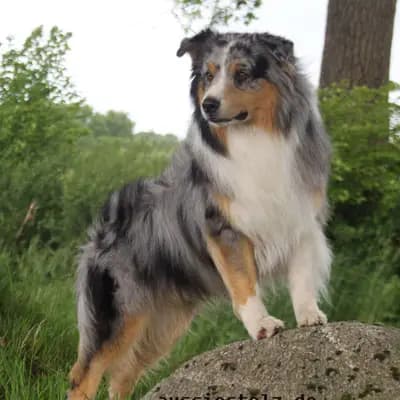 Kennel Von Pfotenstolz