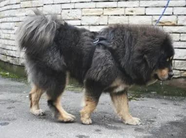Tibet Mastiff – Hunderasse
