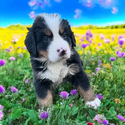 F - Wurf – Berner Sennenhund Welpe, Rheinland-Pfalz, Raised by Berner von der Villa Arya