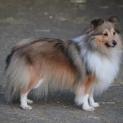 Tricolor Hündin – Shetland Sheepdog Welpe, Nordrhein-Westfalen, Wychowany przez Collie und Sheltiezucht vom Bläsereck