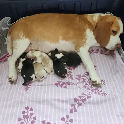 Beaglewelpen mit Ahnentafel – Beagle Welpe, Baden-Württemberg, Allevato da Beagle vom Liebensteiner Schloss