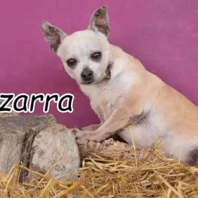 Chizarra – Chihuahua, Rheinland-Pfalz, Im Tierheim Hoffnungsvolle Tierherzen e.V.
