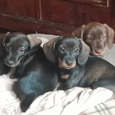 Zwergrauhaar Dackelwelpen mit Papieren – Magyar Vizsla Welpe, Niedersachsen, Vychovával Von Mare Germanicum
