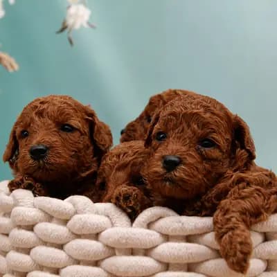 Pudel-Welpen aus familiärer Vereinszucht, in red (dark-red), suchen ab dem 08.08.! – Großpudel (Königspudel) Welpe, Nordrhein-Westfalen, Allevato da Stouky´s Tibet Terrier
