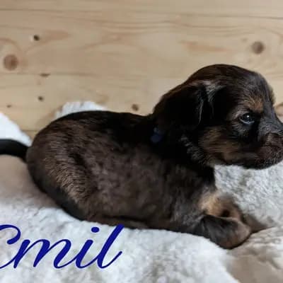 Emil – Wäller Welpe, Niedersachsen, Opdrættet af Wäller aus der Obergrafschaft
