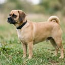 Photo of Puggle