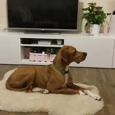 Zlata