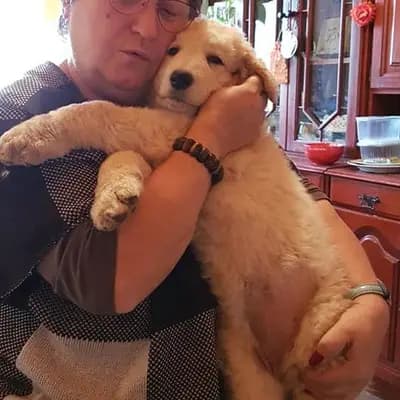 Wigdalir Kuvasz Zucht nur mit Ungarischen Linien