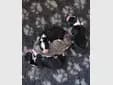 Max – Bearded Collie Welpe, Sachsen, Grootgebracht door Heart Diamond Bearded Collies