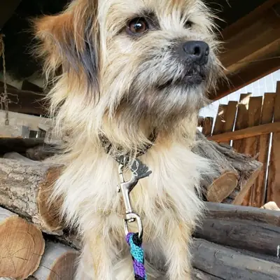 Tazica – Mischling, At shelter Animal Souls e.V.