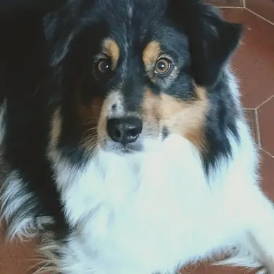 THE GENTLY BODYGUARD