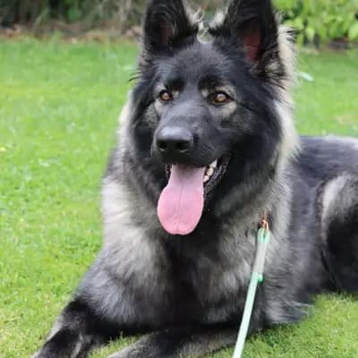 Hundezucht of Mystery Grey