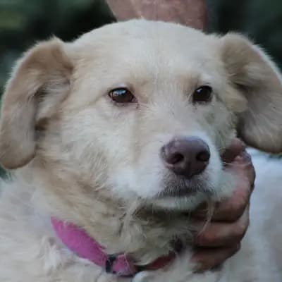 Diras – Golden Retriever, Hessen, Im Tierheim Das kleine Tierheim angeschlossen an Pferd und Hund e.V.